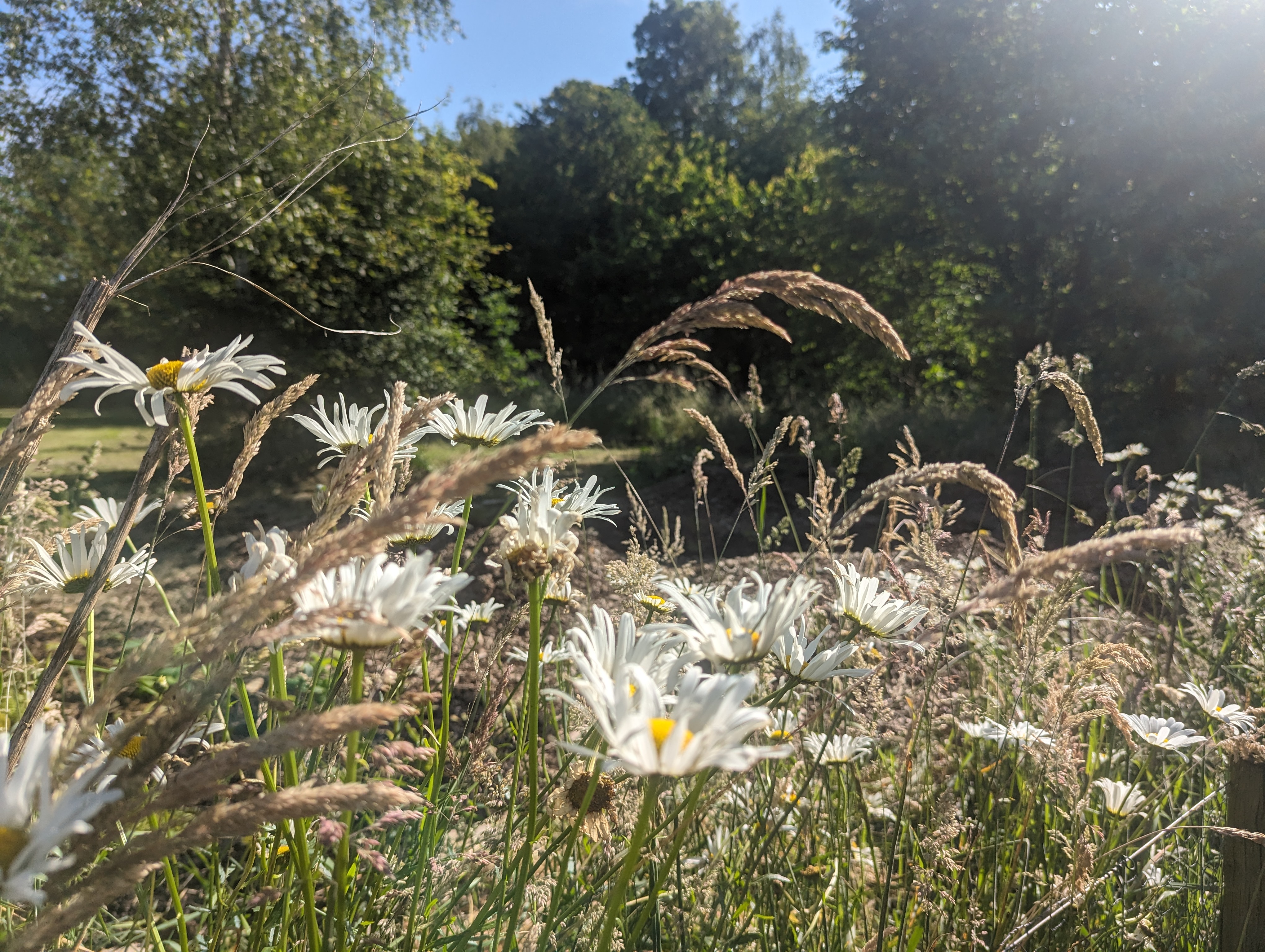 PXL_20240608_072558297